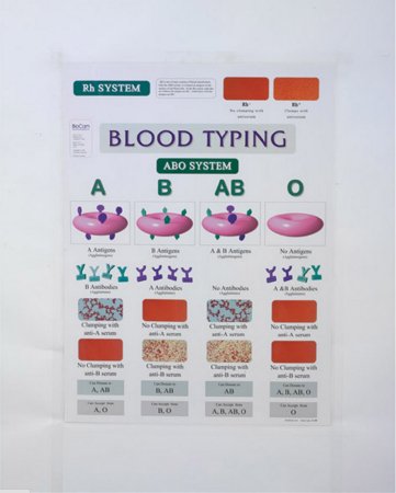 Picture of Anatomical Chart Blood Typing 18 X 24 Inch Laminated5464