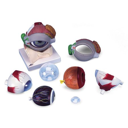 Picture of 5 Times Full Size Eye Model 3B Scientific® 2.65 lbs.Z13044