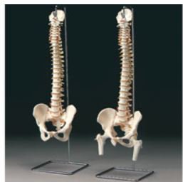 Picture of Vetebral ColumnsARMA591F