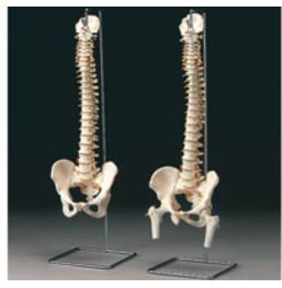 Picture of Vetebral ColumnsARMA591F