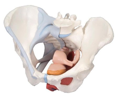 Picture of 4 Part Female Pelvis Model FEI Female 4.8 lbs.920018