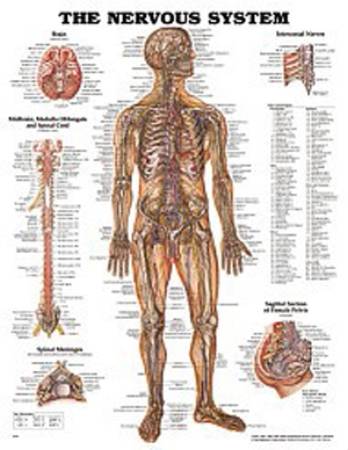 Picture of Anatomical Chart Nervous System Grommets9781587796906