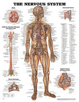 Picture of Anatomical Chart Nervous System Grommets9781587796906