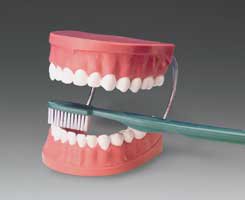 Picture of Tooth Brushing ModelTH01