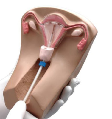 Picture of Female Pelvic Organs Model Gaumard®SB40534