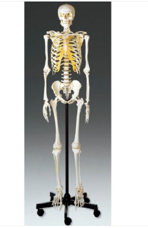 Picture of Skeleton Model Male Adult 23 lbs. SOMSO-PlastQS101
