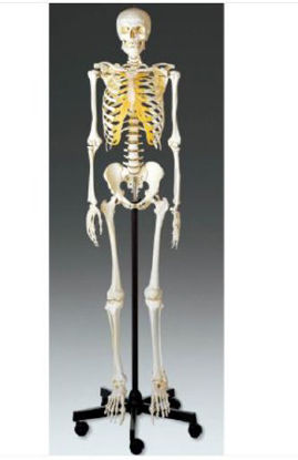 Picture of Skeleton Model Male Adult 23 lbs. SOMSO-PlastQS101