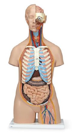 Picture of Unisex Torso with Open Neck and Back Classic 3B ScientificSB41421