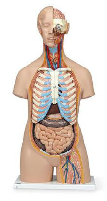 Picture of Unisex Torso with Open Neck and Back Classic 3B ScientificSB41421