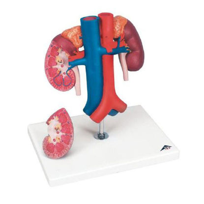 Picture of Kidney with Vessels Model 3B Scientific® 2.20 lbs.Z13323