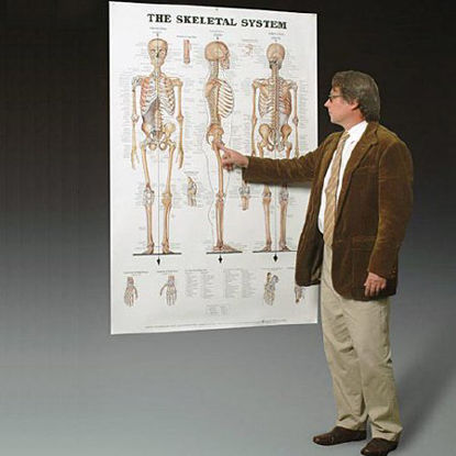 Picture of Anatomical Chart Skeletal System 42 X 62 Inch Heavy Paper Grommets9781587799822