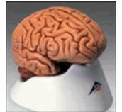 Picture of Classic Human Brain Model Careforde™C18