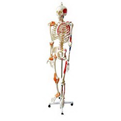 Picture of Human Skeleton with Muscles and Ligaments Walter Products™ Full Size 32 lbs.SB49572