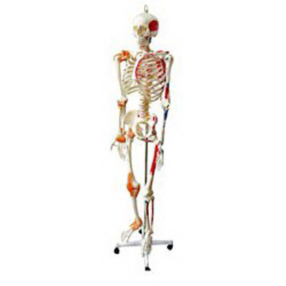 Picture of Human Skeleton with Muscles and Ligaments Walter Products™ Full Size 32 lbs.SB49572