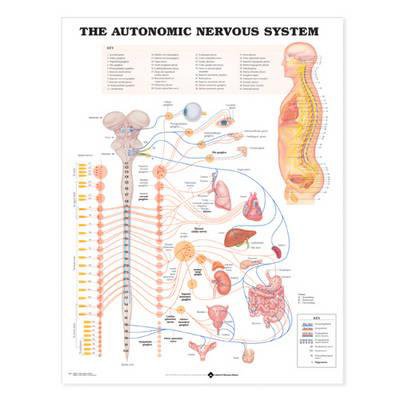 Picture of Anatomical Chart Nervous System 20 X 26 Inch Heavy Paper Grommets Laminated9781587790010