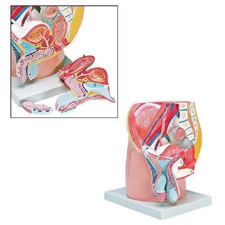 Picture of 4 Part Male Pelvis Model Walter Products® Male Life Size 5-1/2 lbs.LA00248