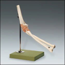 Picture of Functional Elbow Joint ModelNS-52