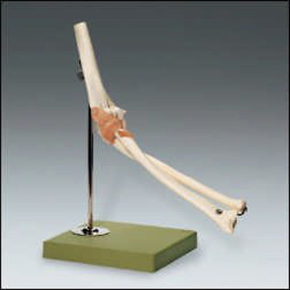 Picture of Functional Elbow Joint ModelNS-52