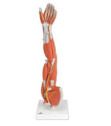 Picture of Left Arm Muscles Model Life SizeM10