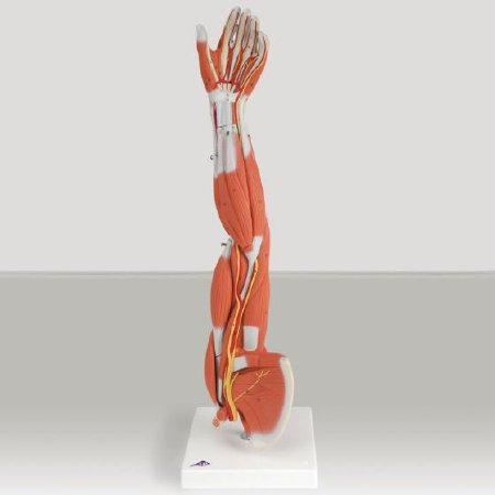 Picture of Muscular Anatomy of the Arm and Shoulder 3/4 Lif Size 4 lbs.563592