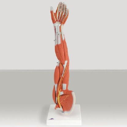 Picture of Muscular Anatomy of the Arm and Shoulder 3/4 Lif Size 4 lbs.563592