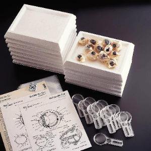 Picture of Cow Eyes Ward's62V2070