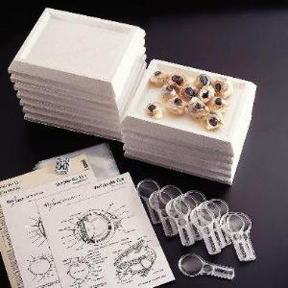 Picture of Cow Eyes Ward's62V2070