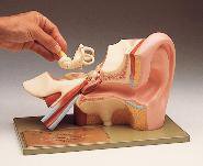 Picture of Human Ear Model Somso814213