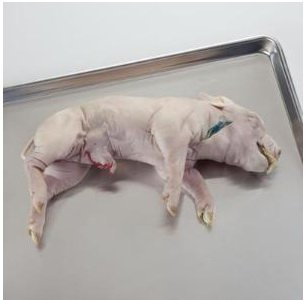 Picture of Preserved Fetal Pig XL 11 to 14 Inch, Single Injected Type695645