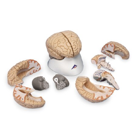 Picture of Brain Model 8 Part NascoSB41143