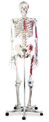 Picture of Advanced Skeleton with Muscle MannequinSB14901