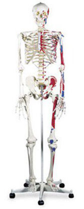 Picture of Advanced Skeleton with Muscle MannequinSB14901