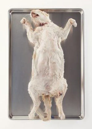 Picture of Preserved Pregnant Cat 18+ Inch, Double Injected Type470154-142