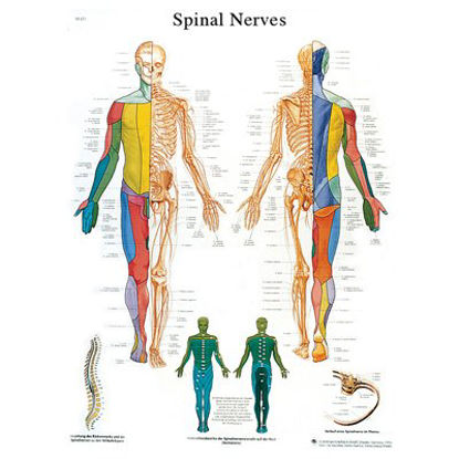 Picture of Anatomical Chart Spinal Nerves 20 X 25 Inch Laminated12-4630L