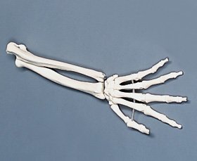 Picture of Hand Model7583