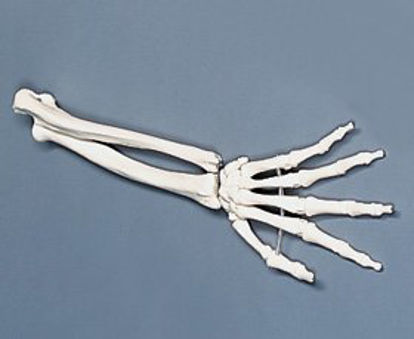 Picture of Hand Model7583