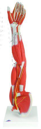 Picture of Muscular 6-Part Arm Model 5 lbs.12-4556