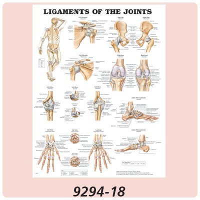 Picture of Anatomical Chart Ligaments of The Joints 20 X 26 Inch Plastic Metal Eyelets Laminated928200