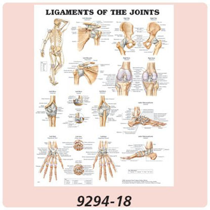Picture of Anatomical Chart Ligaments of The Joints 20 X 26 Inch Plastic Metal Eyelets Laminated928200