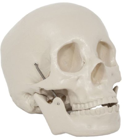 Picture of Two Piece Life Size Skull Model SkullCH-S2