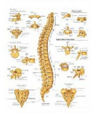 Picture of Anatomical Chart Vertebral Column 20 X 26 Inch Heavy Paper Laminated9781587792106