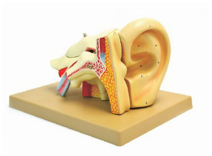 Picture of 5 Part Human Ear Model EISCOS15620
