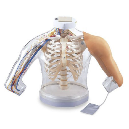 Picture of Upper Arm Muscles Model NascoSB45069