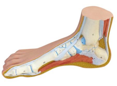 Picture of Anatomical Model 3B® Normal Foot 2 lbs.12-4802