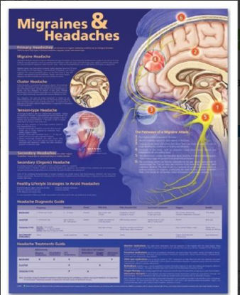 Picture of Anatomical Chart Migraines & Headaches 20 X 26 Inch Heavy Paper Grommets Laminated9780781776608