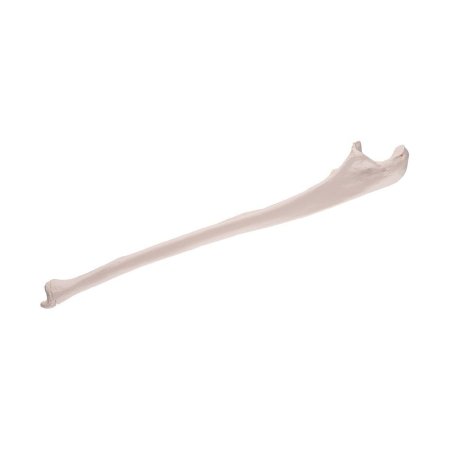 Picture of Ulna Model 3B Scientific® 0.11 lbs. PlasticZ13353