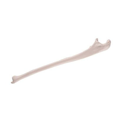 Picture of Ulna Model 3B Scientific® 0.11 lbs. PlasticZ13353
