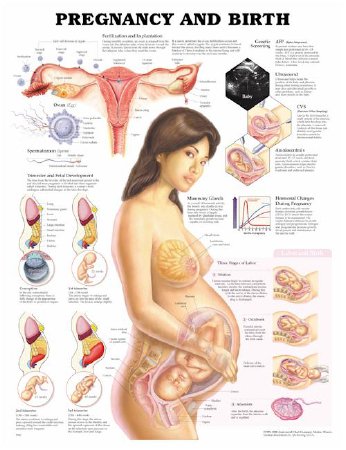 Picture of Anatomical Chart Pregnancy and Birth 20 X 26 Inch Plastic Grommets Laminated9781587791840