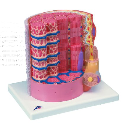 Picture of Muscle Fiber Model MICROanatomy™ 6 lbs.12-4559