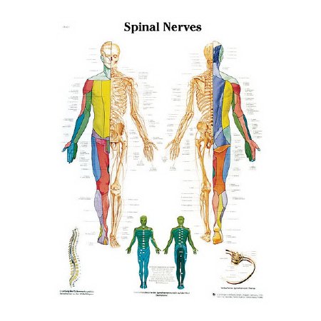 Picture of Anatomical Chart American 3B Scientific® Spinal Nerves Paper GlossySB41524